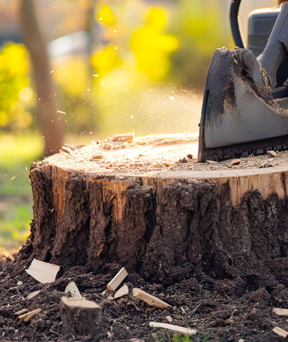 Tree Stump Removal and Grinding
